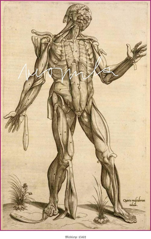 Anatomické studie těla — foto 6
