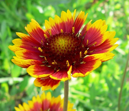 Souprava Gaillardia — foto 3