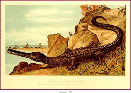Prehistorická zvířata — foto 4