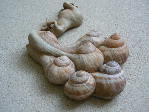 Potápka kadeřavá — foto 2