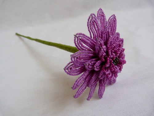 Gerbera — foto 2