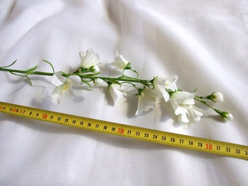 Zvonky bílé — foto 2