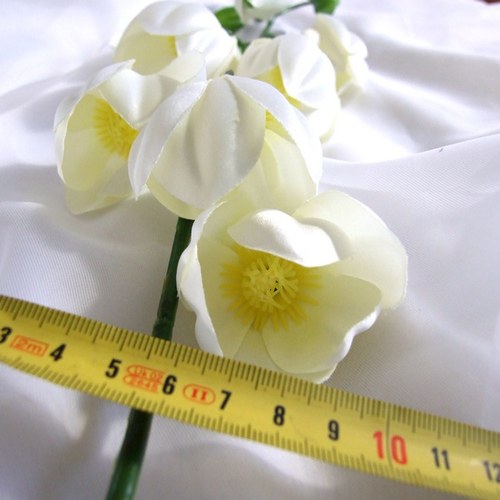 Yucca — foto 2