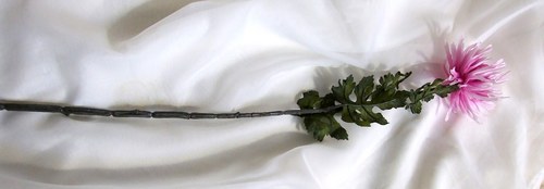 Jehlicovitá chrysantéma — foto 2