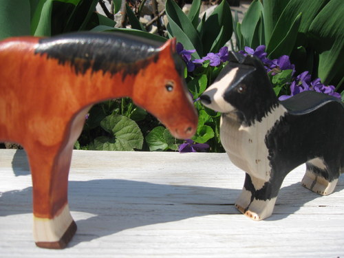 Border kolie - černobílá — foto 4