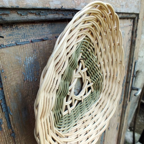 Ošatka celtic — foto 3
