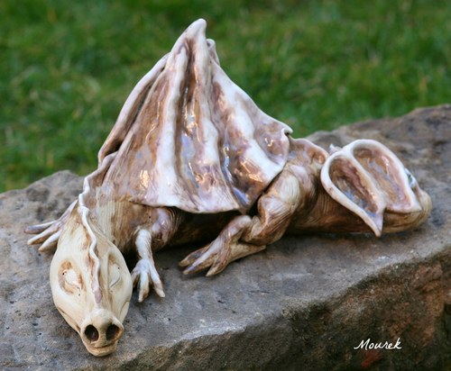 Perleťový drak — foto 5