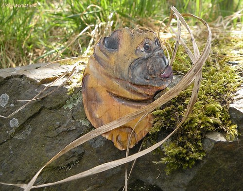 Mopsíček... brožka 50% sleva — foto 2