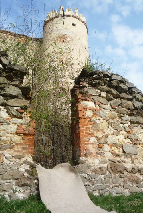 Běhoun konopný — foto 4
