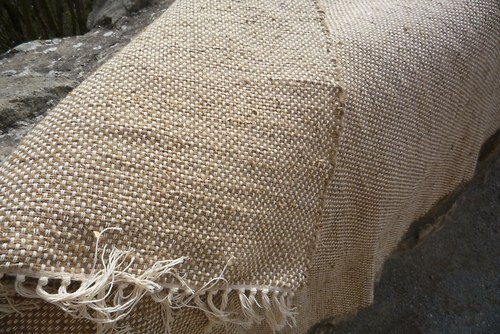 Běhoun konopný — foto 6