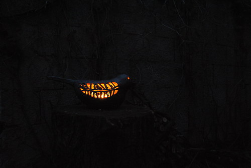 Ptáček světlonoš — foto 3