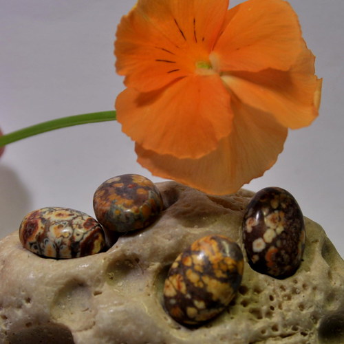 27/2 Kabošon leopardí jaspis 18x13 mm — foto 3