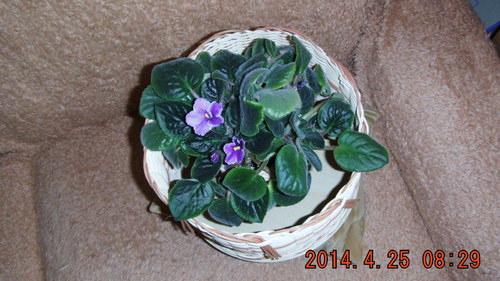 Obal na květináč — foto 2