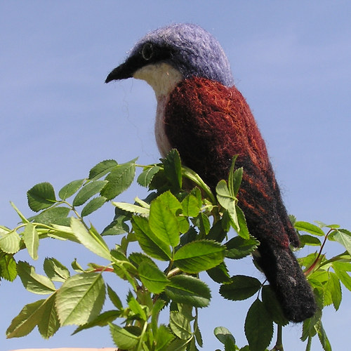 Ťuhýk obecný (Lanius collurio) — foto 3