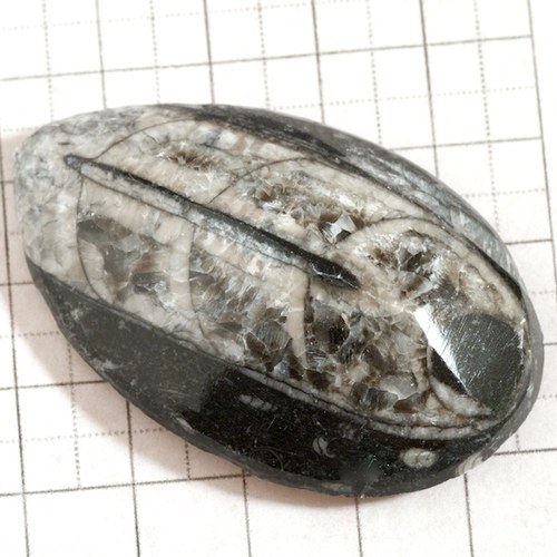 Orthoceras — foto 2