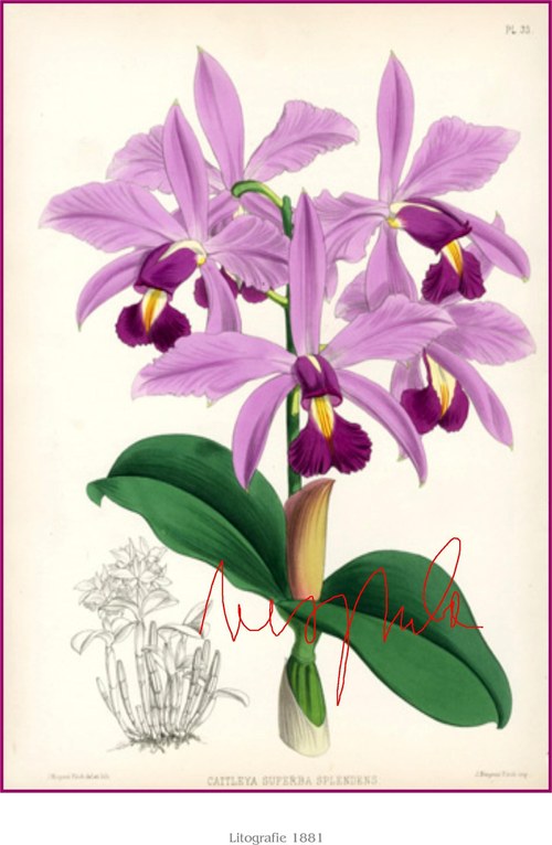 Orchiddeje II — foto 3