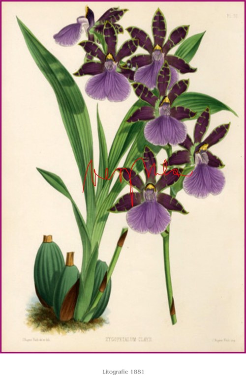 Orchiddeje II — foto 4