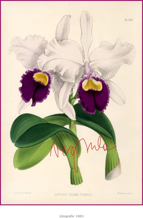 Orchiddeje II — foto 5