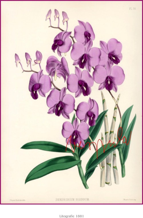 Orchiddeje II — foto 6
