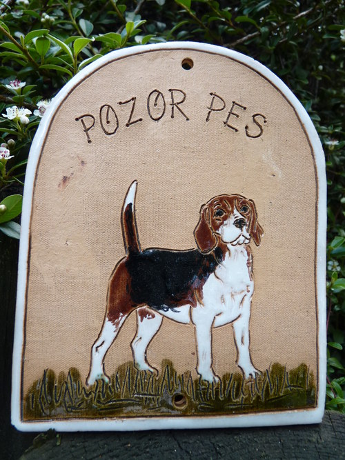 POZOR PES.. Bígl — foto 2