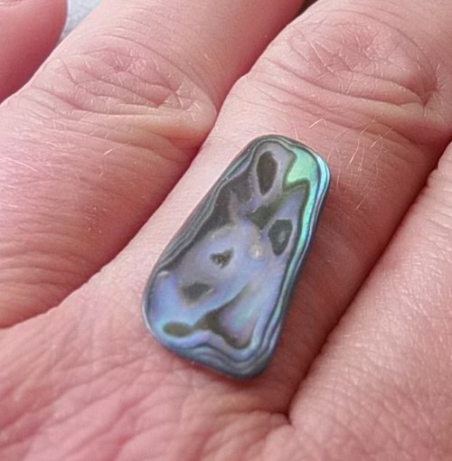 Mušle paua - D900 — foto 2