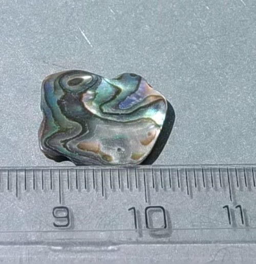 Mušle paua - D909 — foto 2