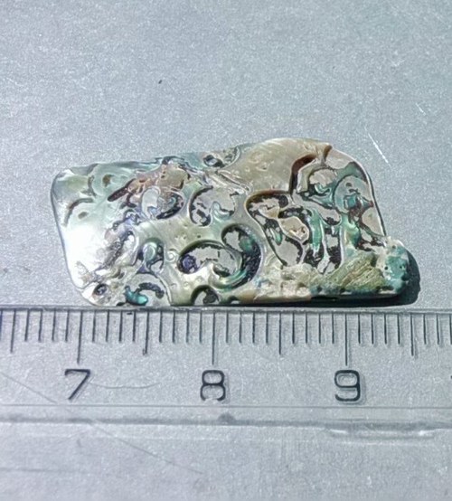 Mušle paua - D911 — foto 2