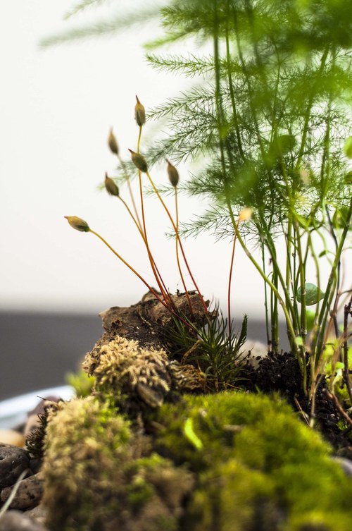 Plantárium vol. 4 — foto 2