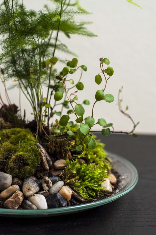 Plantárium vol. 4 — foto 3