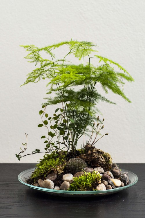 Plantárium vol. 4 — foto 4