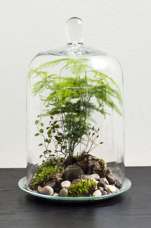 Plantárium vol. 4 — foto 5
