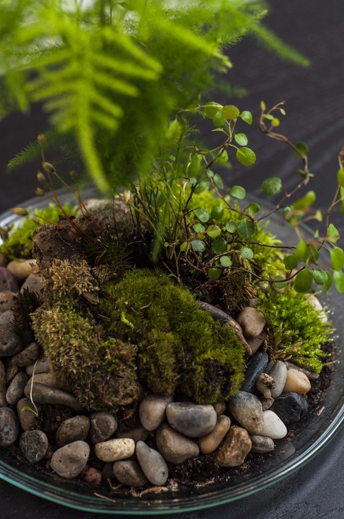 Plantárium vol. 4 — foto 6