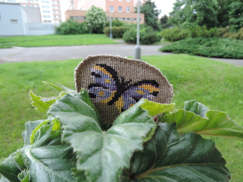 Žluťásek fialkový — foto 3