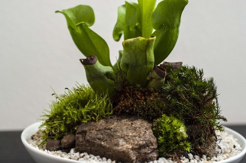 Plantárium vol. 5 — foto 2
