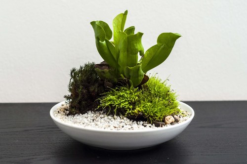 Plantárium vol. 5 — foto 3