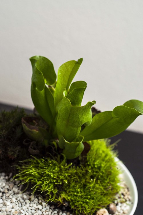 Plantárium vol. 5 — foto 4