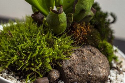 Plantárium vol. 5 — foto 5