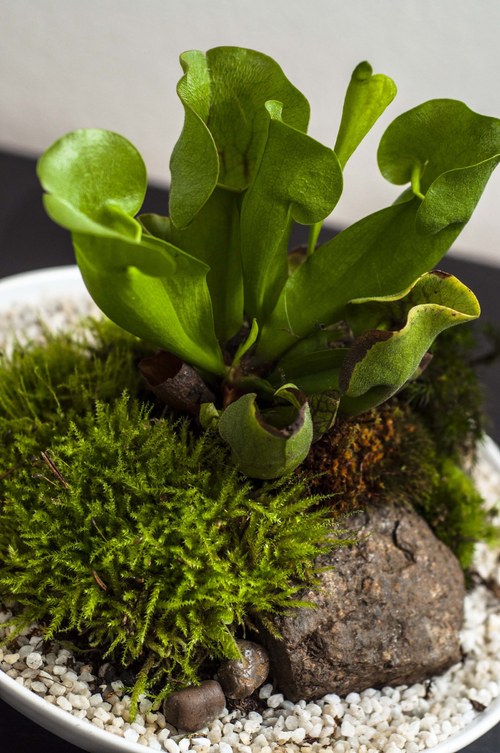 Plantárium vol. 5 — foto 6