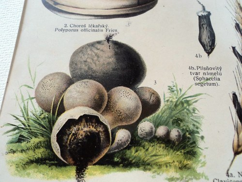 Choroš lékařský, pýchavka, námel — foto 2