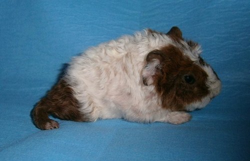 Morčátko na přání — foto 2
