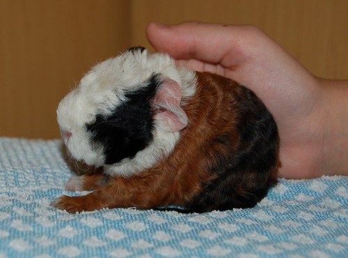Morčátko na přání — foto 2