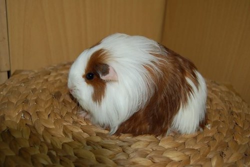 Morčátko na přání — foto 2