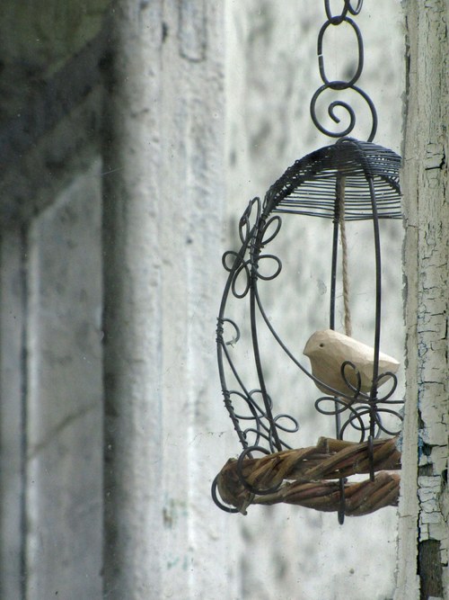 Vpletený do plané růže... — foto 3