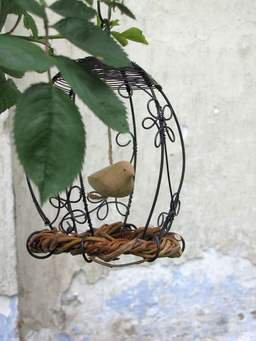 Vpletený do plané růže... — foto 6