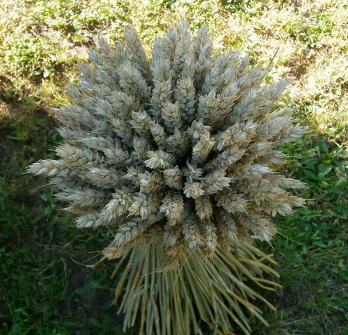 Snop pšeničný... — foto 3