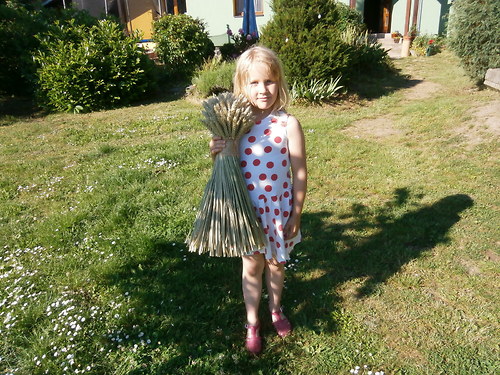 Snop pšeničný... — foto 2