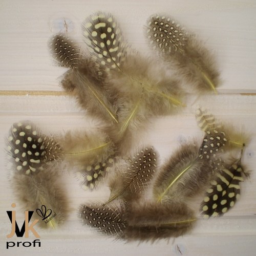 Peříčka kropenatá - žlutá — foto 3