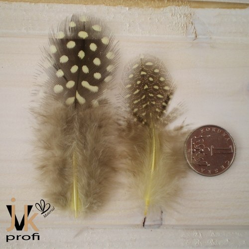 Peříčka kropenatá - žlutá — foto 4
