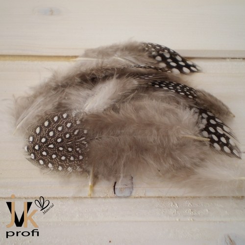 Peříčka kropenatá - šedá — foto 2