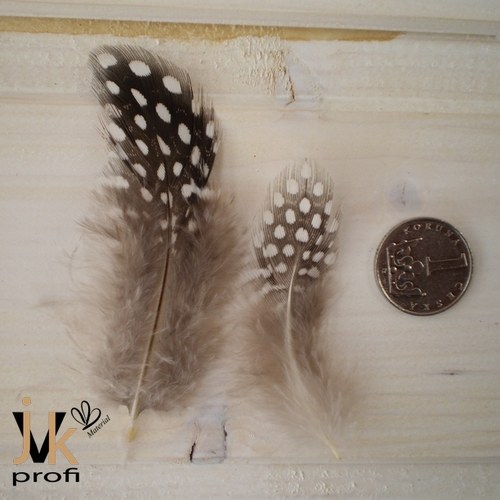Peříčka kropenatá - šedá — foto 4